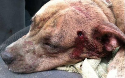 Psychotic Cop Shoots Puppy In The Head In Front Of 6 Year Old Girl (Video)