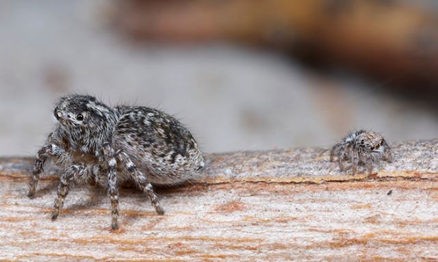 Adult Peacock Spider And Juvenile Spider In This Photo