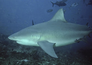 Bull Shark, Probably The Shark That Did The 