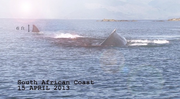 Huge Great White Attacking Whale In Photo