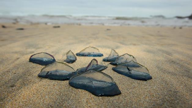 Millions of jellyfish-like creatures wash up on western U.S. beaches