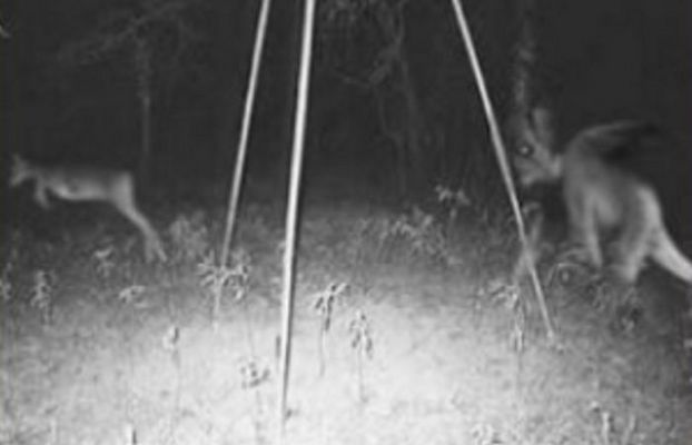 Is This A Real Photo Of The Infamous Jersey Devil