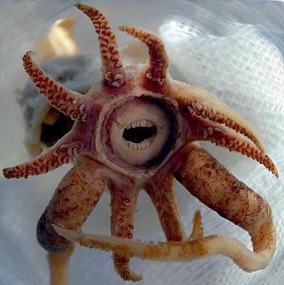 Rare Squid With Human Like Teeth