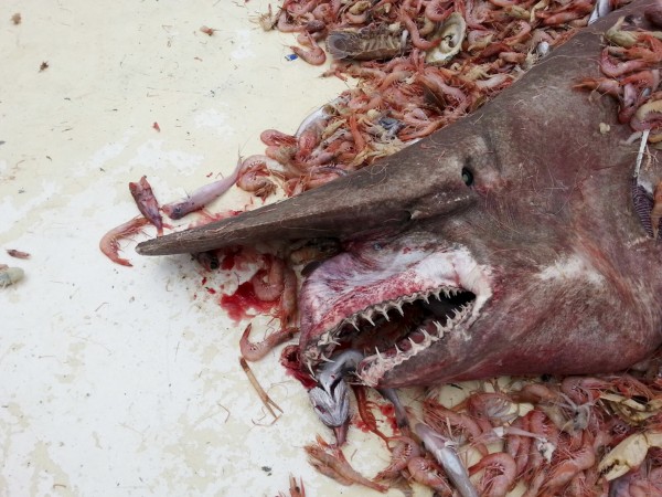 Goblin Shark Caught In Gulf Of Mexico South Of Key West