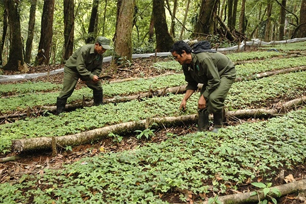 Người dân trồng và chăm sóc cây giống sâm Ngọc Linh trên rừng