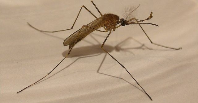 The One Vitamin That Can Help Repel Mosquitoes All Summer (Video)
