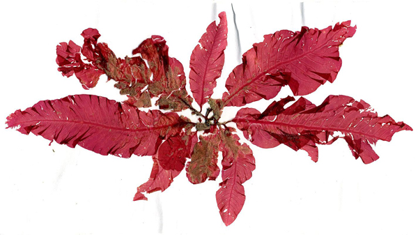 Red Algae Extract Fights Ebola and Ebola Virus