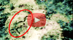Biggest Snake Ever in the World