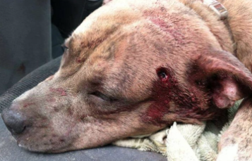 Cop Executes Golden Retriever In Front Of Family Including Two Small Children (Video)