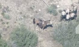 Shock Video: Sheriffs Deputies Beat Man Worse Than Rodney King