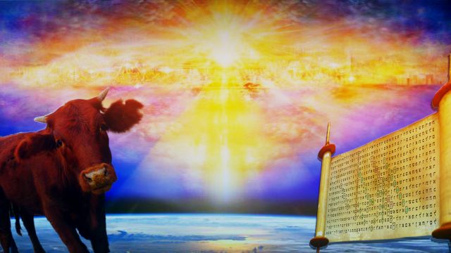 Final Red Heifer Discovered in Baja California - ABN - The Armageddon Broadcast Network - RayEl HaMoshiach