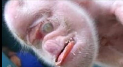 B4INREMOTE-aHR0cDovLzQuYnAuYmxvZ3Nwb3QuY29tLy1kcTRHOVdHVTZmUS9VUTFLU1lIbHNqSS9BQUFBQUFBQVFUYy9GbUNMOXJtTk9aby9zNjQwL3BpZyttb25rZXkrNC5KUEc=