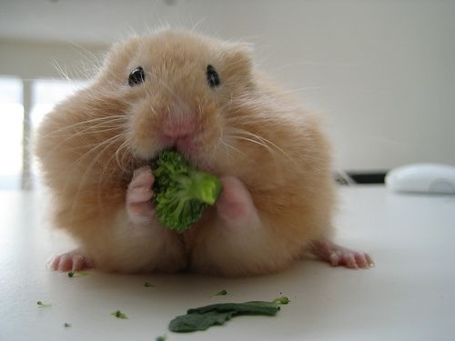 mouse broccoli GMO