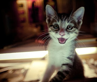 B4INREMOTE-aHR0cDovLzEuYnAuYmxvZ3Nwb3QuY29tLy00RlkxcURrRnhyay9VV3RjOU4tVmN3SS9BQUFBQUFBQWNZQS8ySmpTM28xTzVxOC9zMzIwL2hhcHB5S2l0dGVuLmpwZw==