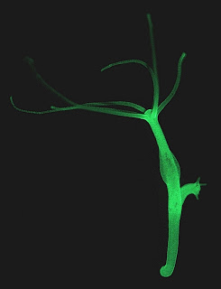B4INREMOTE-aHR0cDovLzQuYnAuYmxvZ3Nwb3QuY29tLy1SRkhFdmhJM0JmWS9VS081Unk0UWs1SS9BQUFBQUFBQWU1Zy9Fc0M3RUM4RlR5by9zMzIwL2h5ZHJhaW1tb3J0YWwuanBn
