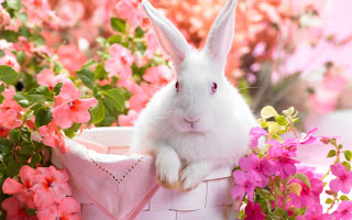 B4INREMOTE-aHR0cDovLzMuYnAuYmxvZ3Nwb3QuY29tLy0xbzI2SGFDbXpISS9VVUpINmxmQ3dqSS9BQUFBQUFBQWJrSS9YMFBxTEhEb2JHay9zMzIwL3NwcmluZy10aW1lLmpwZw==