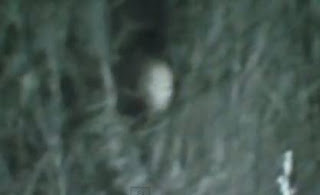 B4INREMOTE-aHR0cDovLzQuYnAuYmxvZ3Nwb3QuY29tLy1DQnBQUjBuSTNUay9VTzZEUkJBN0swSS9BQUFBQUFBQU93dy9sak1RU3EwMXp2dy9zMzIwL2F1c3NpZWFsaWVuMi5KUEc=