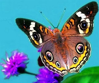 B4INREMOTE-aHR0cDovLzQuYnAuYmxvZ3Nwb3QuY29tLy1taWk3Y1JuMVRQSS9UV2FLd3EwTjkySS9BQUFBQUFBQURacy9QY2NtU01HQVdGby9zMzIwL2J1dHRlcmZseS5qcGc=