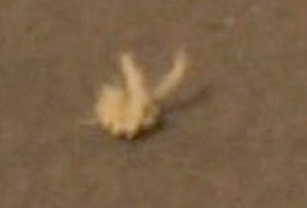 B4INREMOTE-aHR0cDovLzIuYnAuYmxvZ3Nwb3QuY29tLy1MaldvbER4aVd4Zy9UMTJpRnExSHF5SS9BQUFBQUFBQURsby9WdHNsNy13ODRpNC9zNDAwL2xpZmUsK01hcnMsK3JvdmVyLCtzcGlyaXQsK29wcG9ydHVuaXR5LCtOQVNBLCtzcGFjZSwrY2F0ZXJwaWxsYXIsK3JhYmJpdCwrYW5pbWFsLCtpbnNlY3QsK2NyZWF0dXJlLCtzcGVjaWVzLCthbGllbiwrYWxpZW5zLCtFVCwrVUZPLCtVRk9zLCtzaWdodGluZywrc2lnaHRpbmdzLCtyZXBvcnQsK3dvcmxkK25ld3MsKzIwMTIsK21hcmNoU2NyZWVuK1Nob3QrMjAxMi0wMy0xMithdCszLjEwLjA4K1BNLnBuZw==