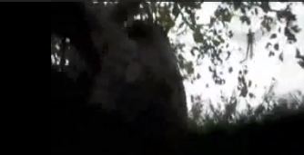 B4INREMOTE-aHR0cDovLzIuYnAuYmxvZ3Nwb3QuY29tLy1jRmVZU3dhT2REUS9VTkxaSFpxR2lDSS9BQUFBQUFBQUw3MC9lSnFuQ0xGVVFBQS9zNjQwL3dpbmdlZCsxK2NyZWF0dXJlK2ZseWluZytmcm9tK3RyZWUuSlBH