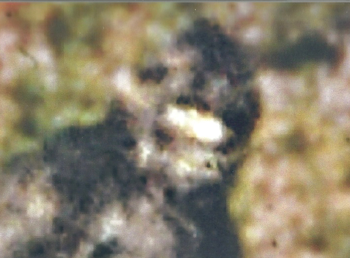 B4INREMOTE-aHR0cDovLzIuYnAuYmxvZ3Nwb3QuY29tLy15c1NIc2ptSUdMWS9WUjNJOE9QUVJ6SS9BQUFBQUFBQTNJcy9EWS1SZVpiOTBlNC9zMTYwMC9wYXR0eSUyQmZhY2UuanBn