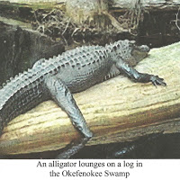 B4INREMOTE-aHR0cDovLzQuYnAuYmxvZ3Nwb3QuY29tLy1lLVk4eDBKNXRfMC9WWTRCNDU0eGZGSS9BQUFBQUFBQUFzTS85ZFAwX3pCanh4SS9zMjAwL09iYW1hU3dhbXBJJTJCMDAxLmpwZw==