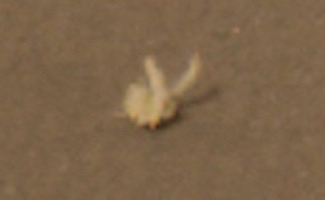 B4INREMOTE-aHR0cDovLzMuYnAuYmxvZ3Nwb3QuY29tLy1idC1vZllHaG5zZy9WYzlWVlZ4MkQxSS9BQUFBQUFBQWVQby9JQVJ4MHZGU19NNC9zNjQwL1VGTyUyNTJDJTJCVUZPcyUyNTJDJTJCc2lnaHRpbmclMjUyQyUyQnNpZ2h0aW5ncyUyNTJDJTJCSnVzdGluJTJCQmllYmVyJTI1MkMlMkJsaWdodG5pbmclMjUyQyUyQkFwb2xsbyUyNTJDJTJCMjAlMjUyQyUyQm1pc3Npb24lMjUyQyUyQnN1biUyNTJDJTJCYmVhY2glMjUyQyUyQm51ZGUlMjUyQyUyQm5ha2VkJTI1MkMlMkJuYXNhJTI1MkMlMkJ0b3AlMkJzZWNyZXQlMjUyQyUyQkVUJTI1MkMlMkJzbm9vcHklMjUyQyUyQnJvdmVyJTI1MkMlMkJhbm9tYWx5JTI1MkMlMkJXNTYlMjUyQyUyQnVyZWRkYSUyNTJDJTJCc2NvdHQlMkJjLiUyQndhcmluZyUyNTJDJTJCQmF0bWFuJTI1MkMlMkJvcmIlMjUyQyUyQmJhbGwlMjUyQyUyQiUyQkNlcmVzJTI1MkMlMkJnYXJmaWVsZCUyNTJDJTJCcmFiYml0JTI1MkMlMkJidWclMjUyQyUyQm1leGljbyUyNTJDJTJCMTIlMkJjb3B5My5wbmc=