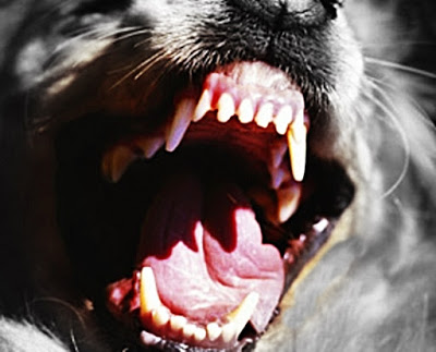 B4INREMOTE-aHR0cDovLzMuYnAuYmxvZ3Nwb3QuY29tLy1aZzkteU0wakdERS9WanQ1ZlFJT1U2SS9BQUFBQUFBQWhoby9SSlp0UXcxVEpsSS9zNDAwL2RvZ3MtYW5ncnktdGVldGguanBn