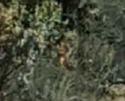 B4INREMOTE-aHR0cDovLzMuYnAuYmxvZ3Nwb3QuY29tLy1ibkVXWW5Mc1hCcy9WaHRQbVdRT29KSS9BQUFBQUFBRFRTdy9uODVZSWx5RGVDVS9zNDAwL21vbmtleS5qcGc=