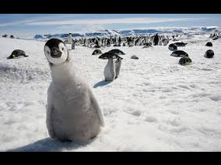 B4INREMOTE-aHR0cHM6Ly8zLmJwLmJsb2dzcG90LmNvbS8taDItb1ZHdHRLU1UvVnNCUEN0ZndPTUkvQUFBQUFBQUFLWjAvM0Zfd0M5UmdCMkkvczMyMC9QZW5ndWluLmpwZw==