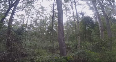 B4INREMOTE-aHR0cHM6Ly8yLmJwLmJsb2dzcG90LmNvbS8tc2tyT0c4SFFIeEkvVnVrRXgxa3UtbEkvQUFBQUFBQUFSQjAvZ1NMOVZGWG1qQzRuWnAtZUc5YWRUWDQyOEZPZ1dwOHlBL3M0MDAvQ2FwdHVyZS5KUEc=