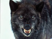 B4INREMOTE-aHR0cDovLzQuYnAuYmxvZ3Nwb3QuY29tLy1FNFpwbkIyLTM4RS9Wb1o3VU1XY1VSSS9BQUFBQUFBQUJGYy9RSmNXQ1g1QXE2TS9zMjAwL3dvbGY2LmpwZw==