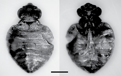 11,000 Year Old Bed Bugs:  Oldest Ever Found in North America